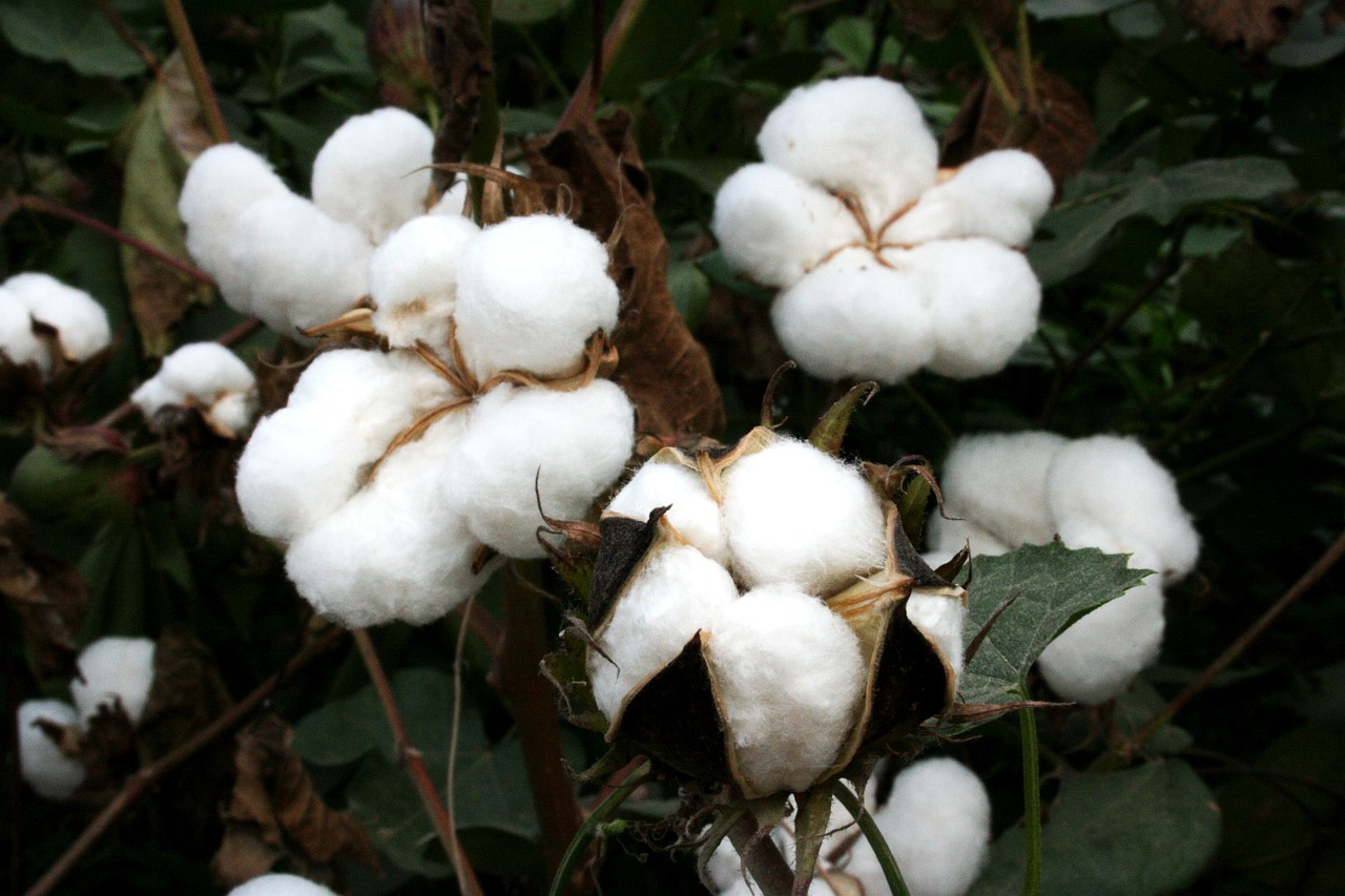 cotton-4220654_1280