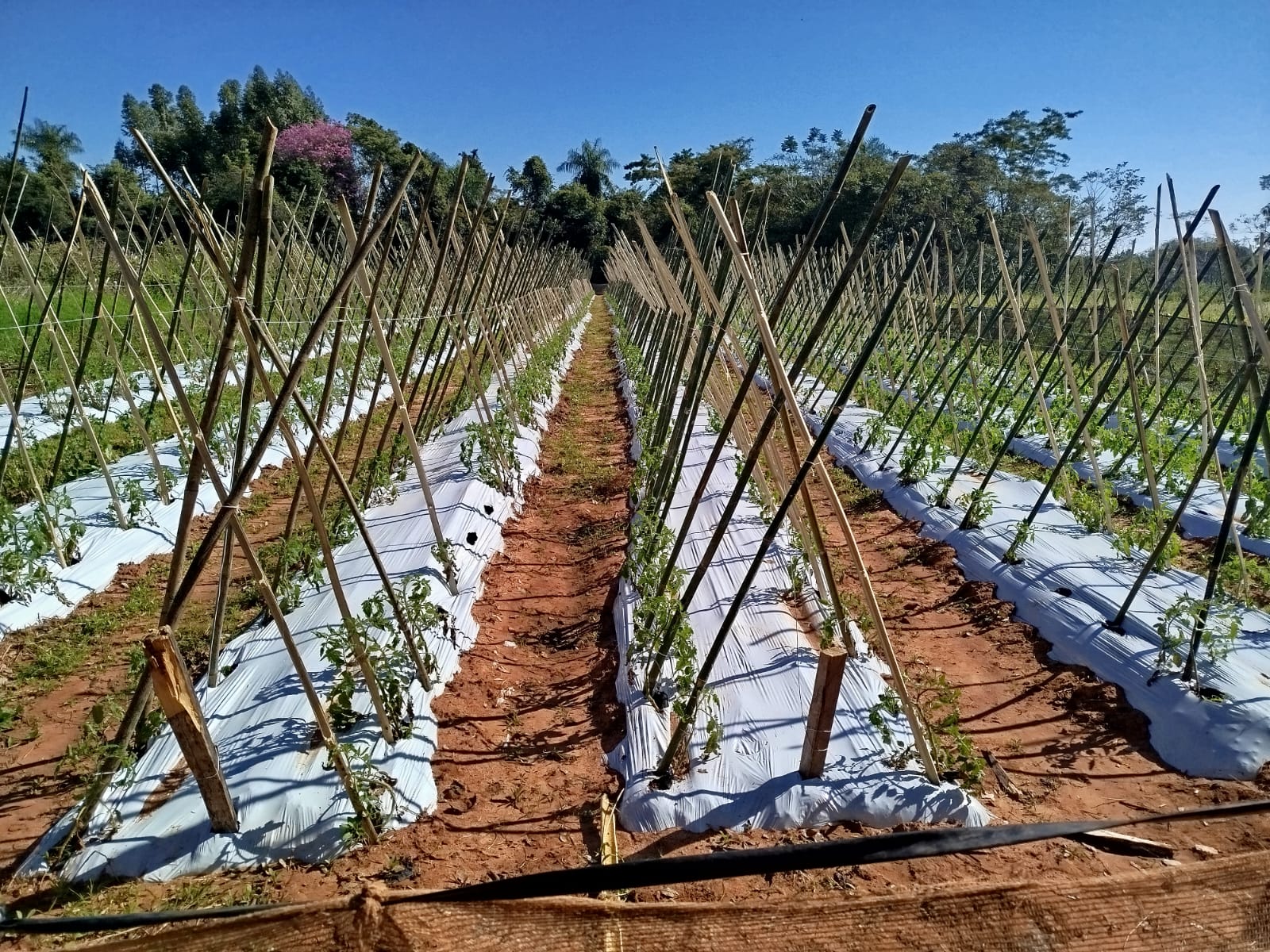 WhatsApp_Image_2025-08-13_at_16.39.41