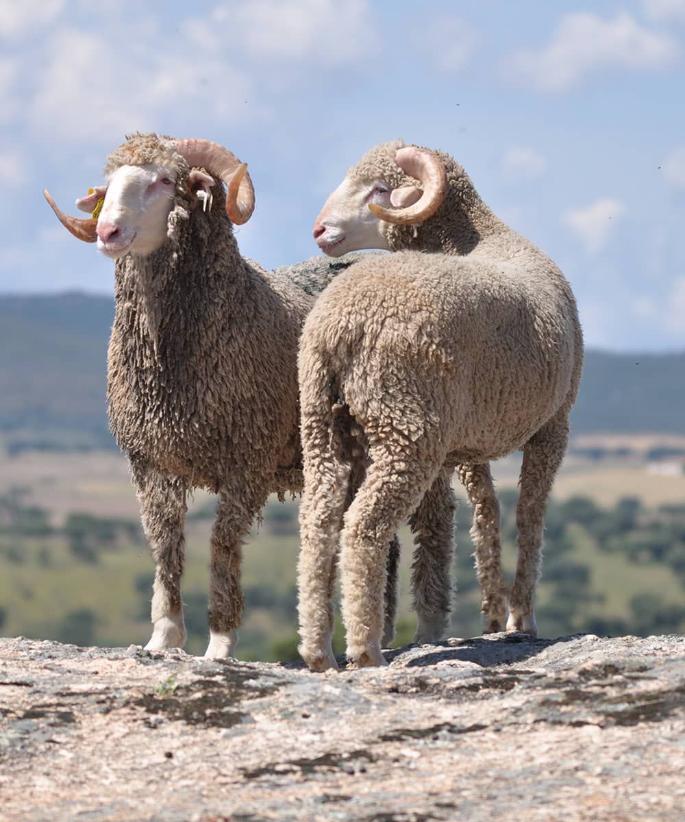 WhatsApp Image 2026-02-03 at 15.55.09