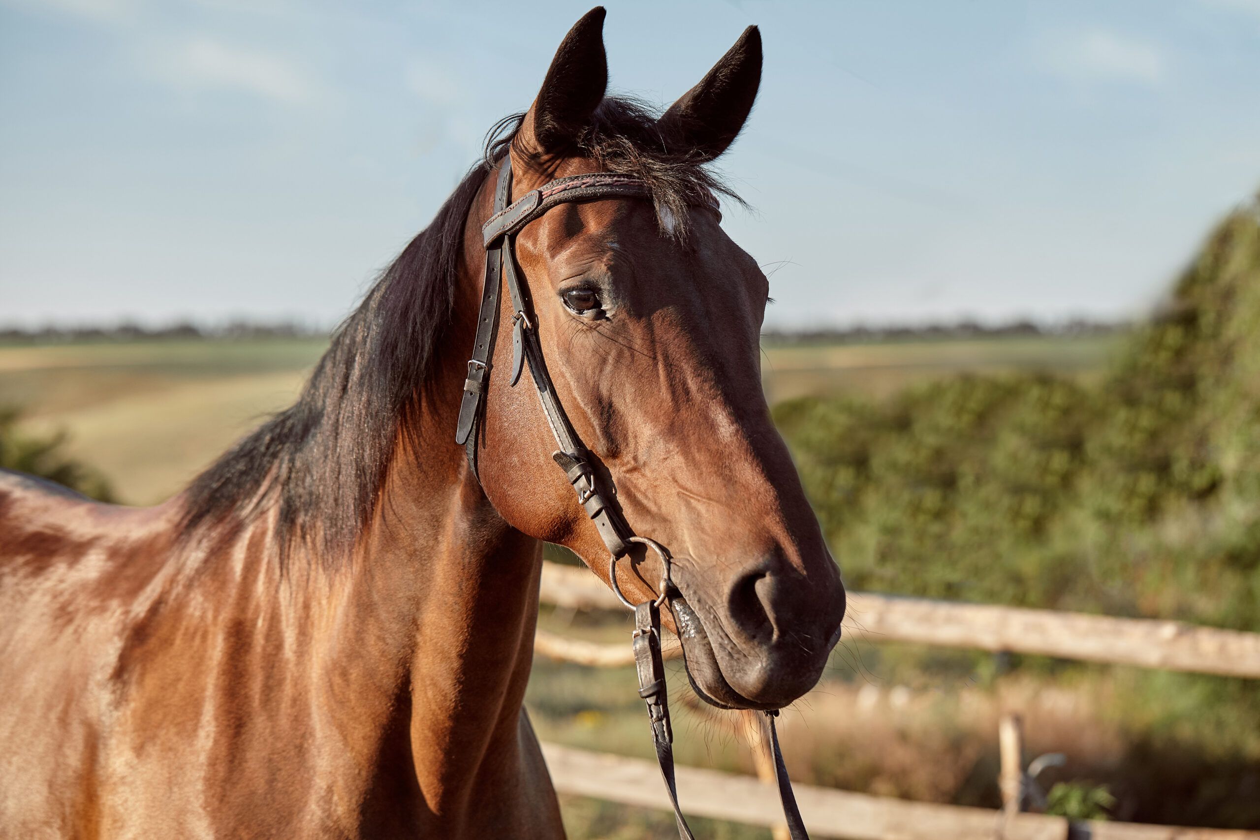 hermoso-caballo-marron-primer-plano-hocico-aspecto-lindo-melena-fondo-campo-corral-arboles-caballos-son-animales-maravillosos-scaled