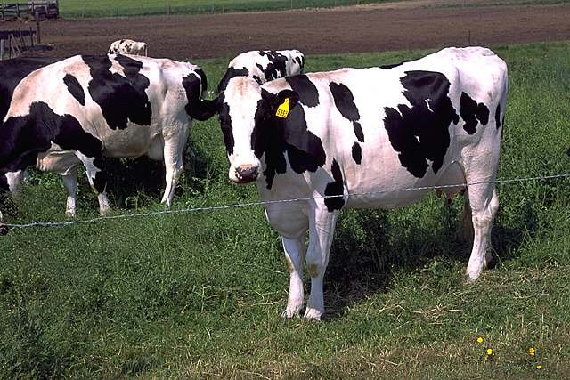 Holstein
